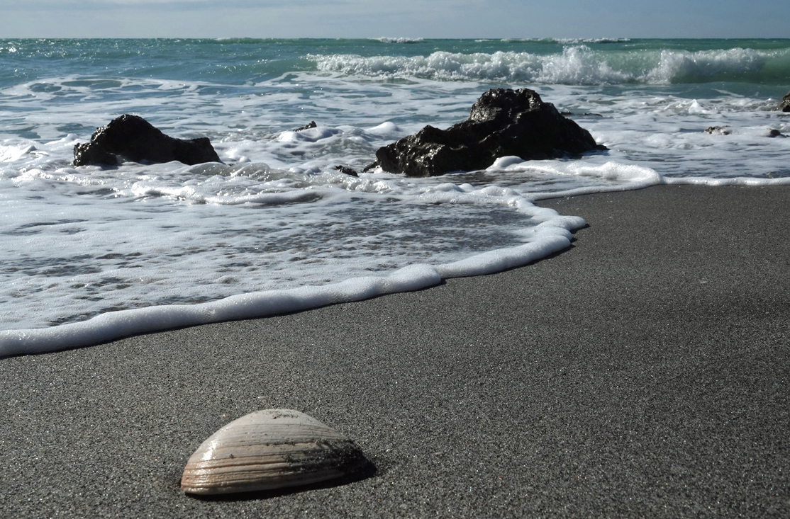 Shell on the shore  -  Caspersen Beach, Venice, Florida