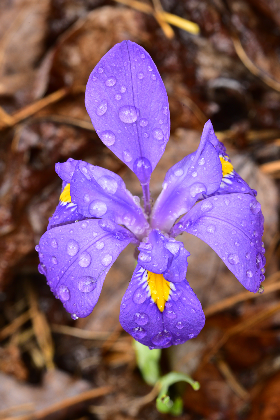 Raindrops on dwarf crested iris  -  Greenville County, South Carolina