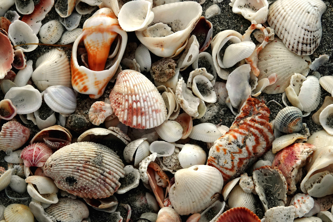 Seashells  -  Caspersen Beach, Venice, Florida