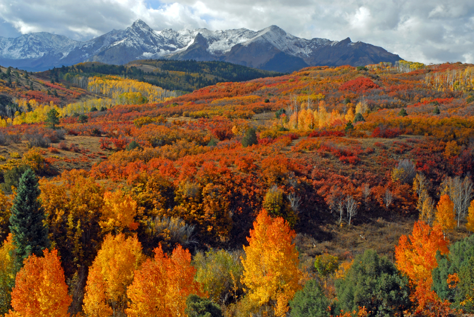 Aspens, snow-covered Sneffels Range  -  from Dallas Divide, Ouray County, Colorado