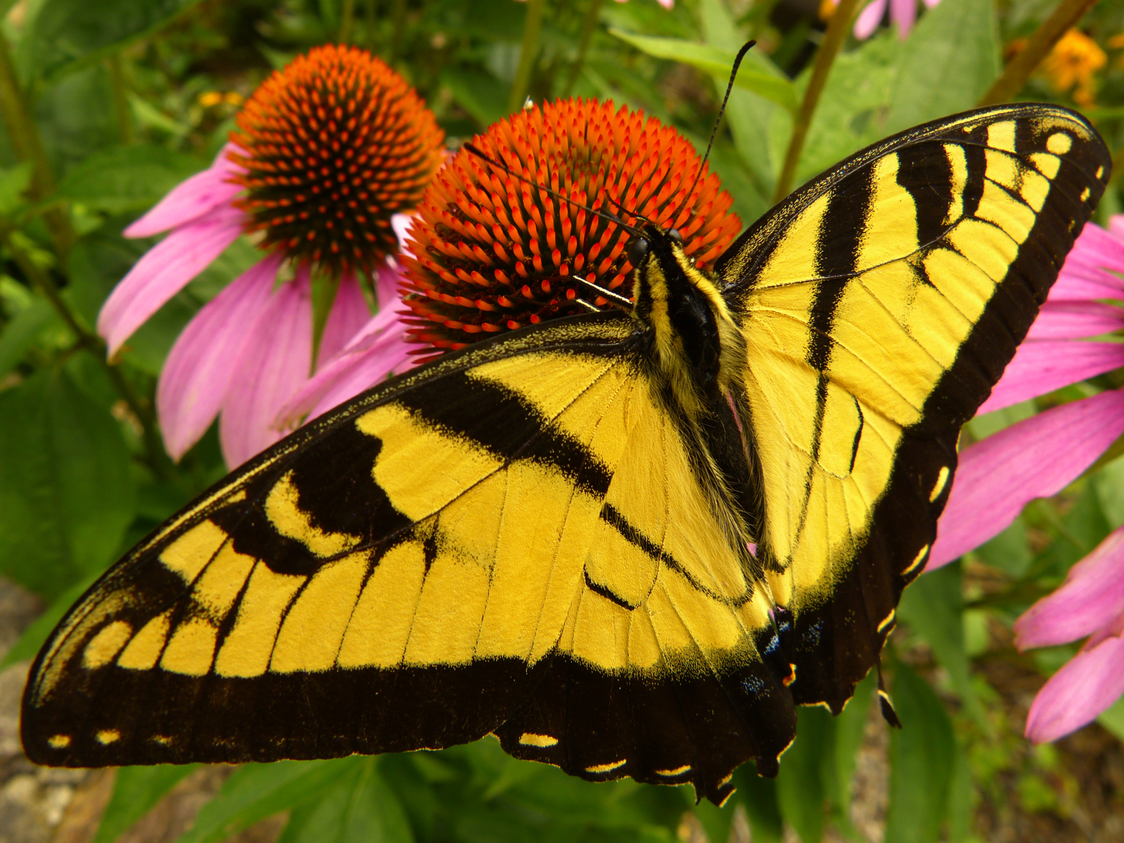 Tiger swallowtail, purple coneflowers  -  Pisgah National Forest, North Carolina