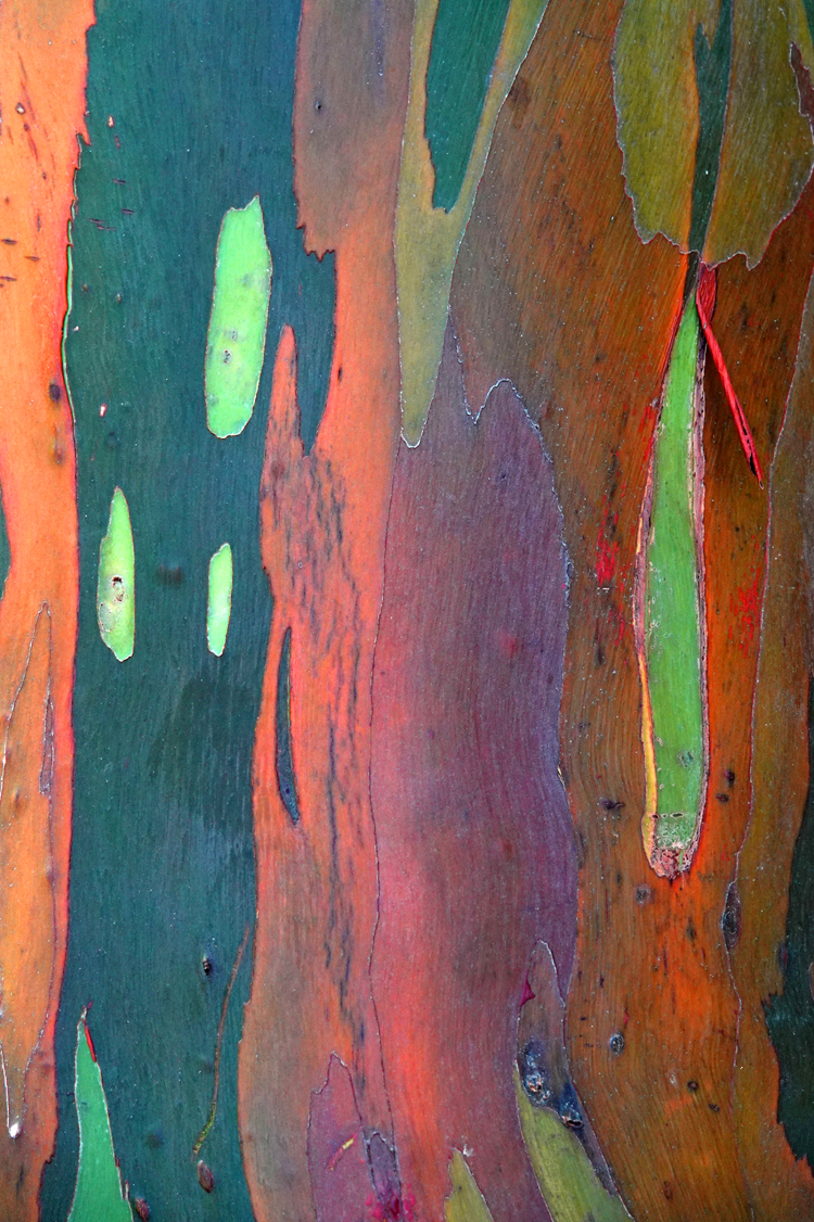 Close-up of Rainbow Gum tree trunk - Marie Selby Botanical Gardens, Sarasota, Florida