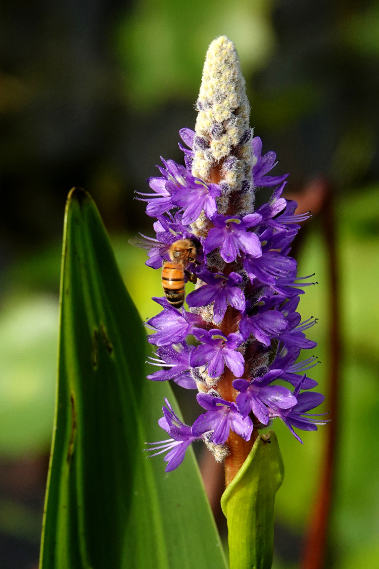 Bee on pickerelweed  -  Wakodahatchee Wetlands, Delray Beach, Florida