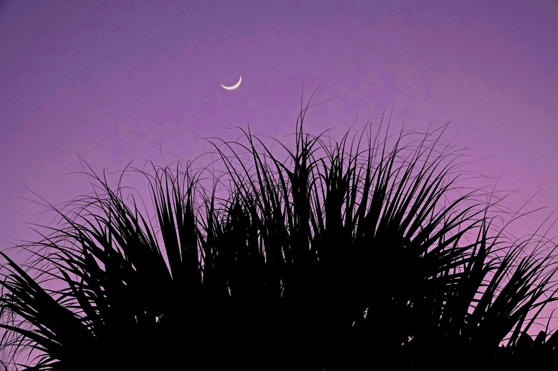Palm fronds and waxing moon crescent at twilight - Venice Area Audubon Rookery, Venice, Florida