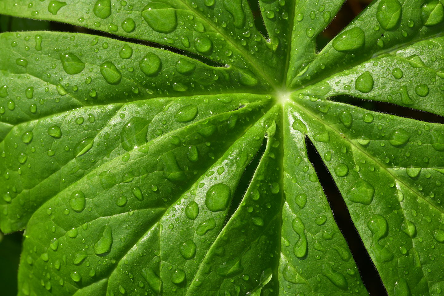 Raindrops on a mayapple leaf  -  Conserving Carolina Land Trust, Polk County, North Carolina