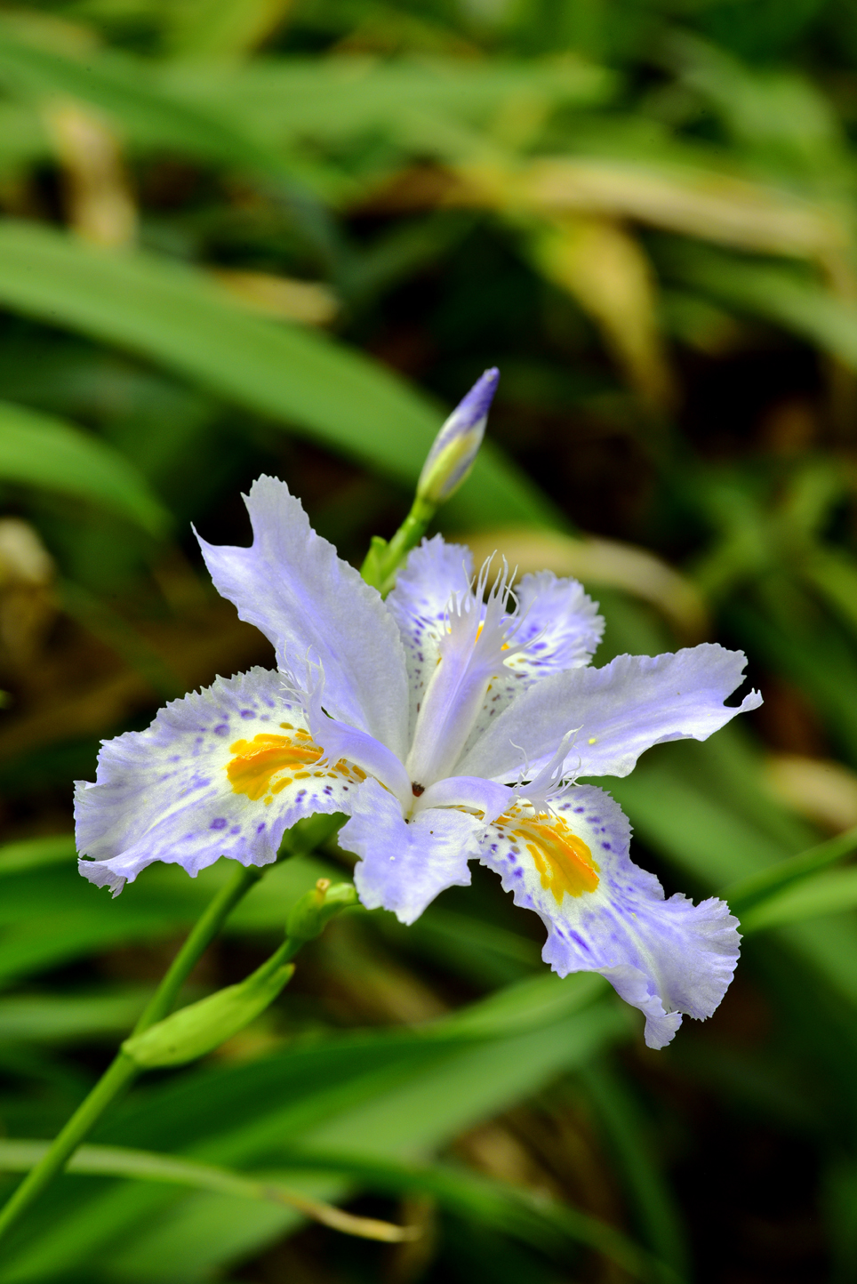 Fringed iris  -  Kilgore-Lewis Garden, Greenville, South Carolina