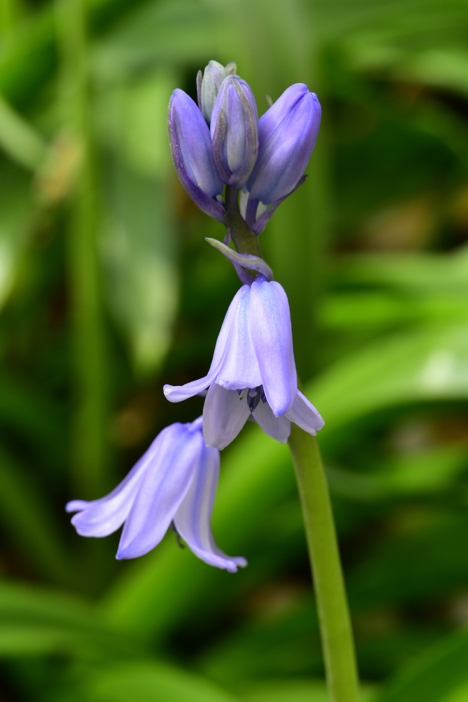 Harebells  -  Kilgore-Lewis Garden, Greenville, South Carolina