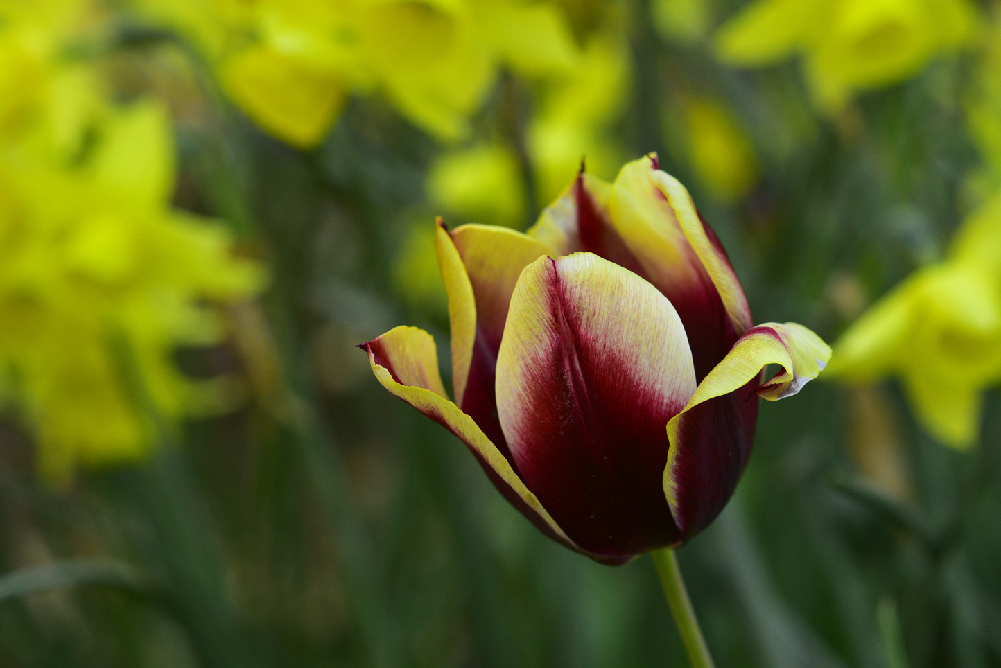 Tulip, jonquils (background)  -  Kilgore-Lewis Garden, Greenville, South Carolina