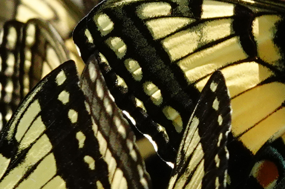 Close-up, Tiger Swallowtail butterfly wings - Little River bank, The Townsend Wye, Great Smoky Mountains National Park, Tennessee