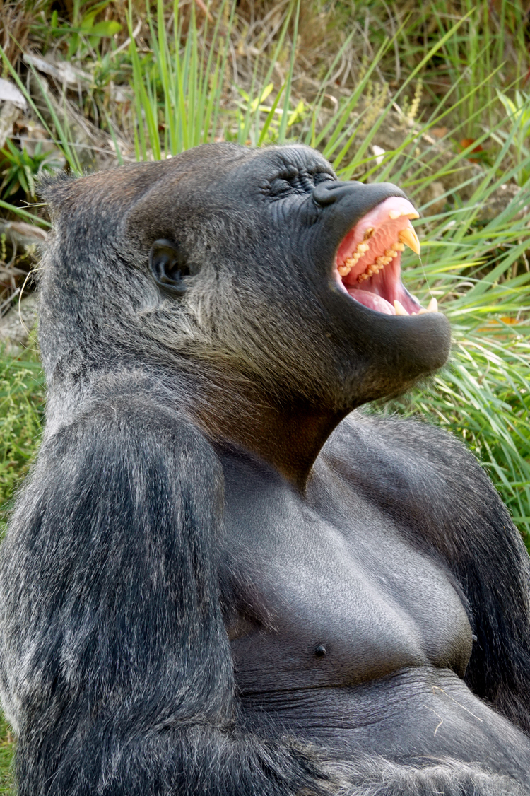 Hey! That is a good one!!!   -   Western lowland gorilla silverback - Riverbanks Zoo and Garden, Columbia, South Carolina