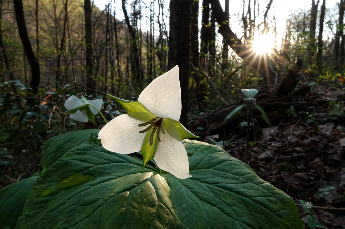Sweet white trillium at sunrise  -  Conserving Carolina Property, Polk County, North Carolina