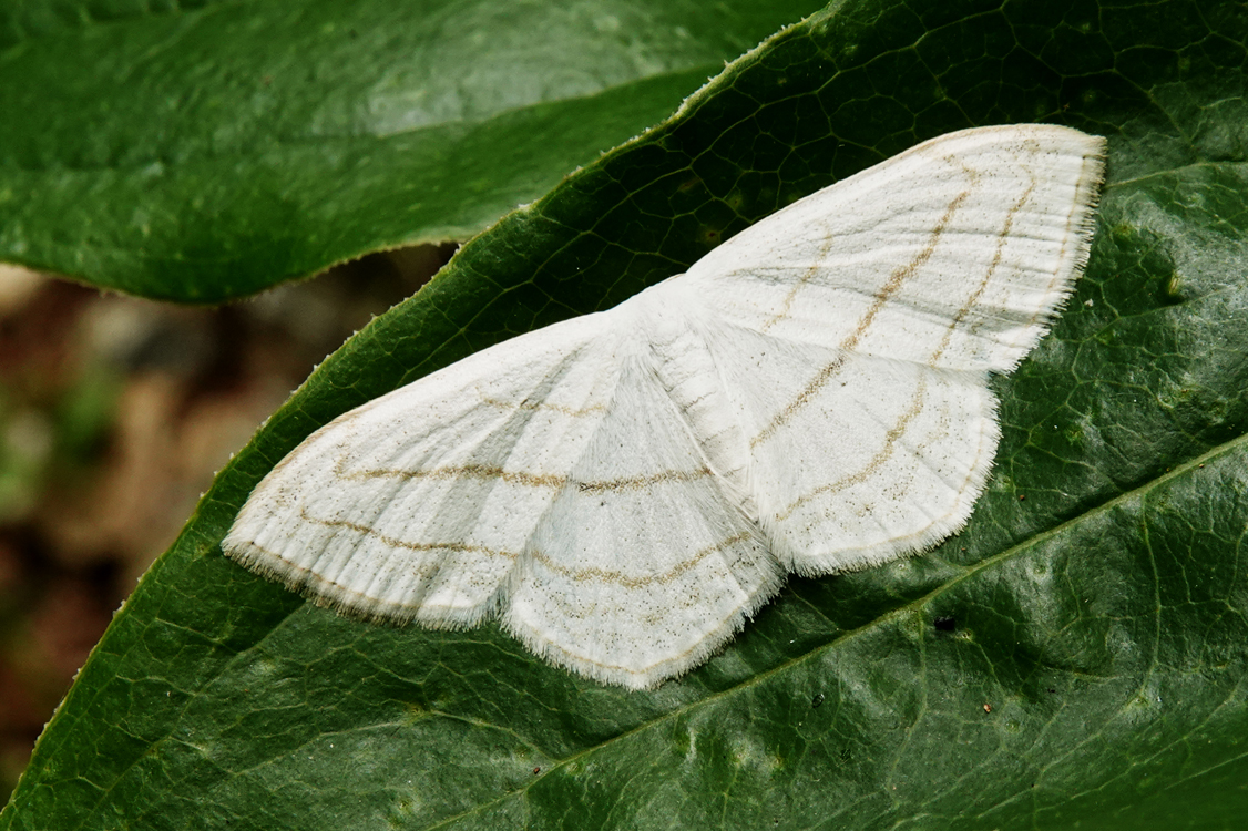 Small white wave moth  -  Pisgah National Forest, North Carolina