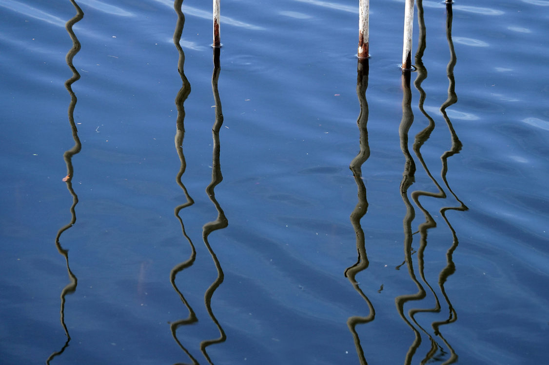 Cattail stems and abstract reflections  -  Venice Audubon Rookery, Venice, Florida