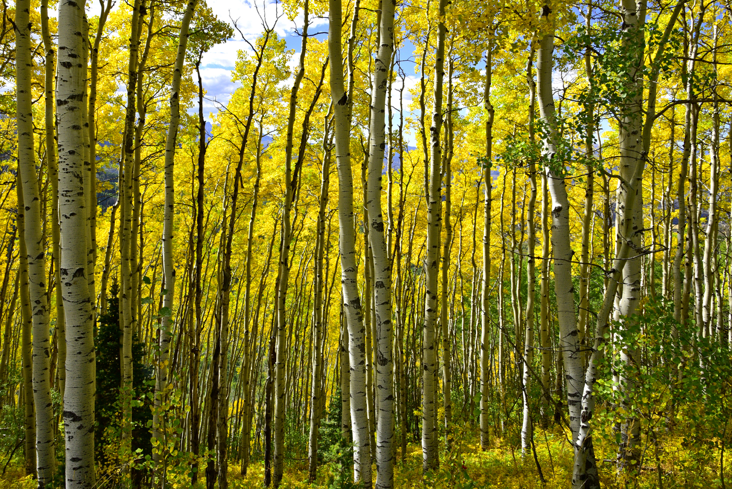 Aspens  -  Forest Road 858, Uncompahgre National Forest, Colorado