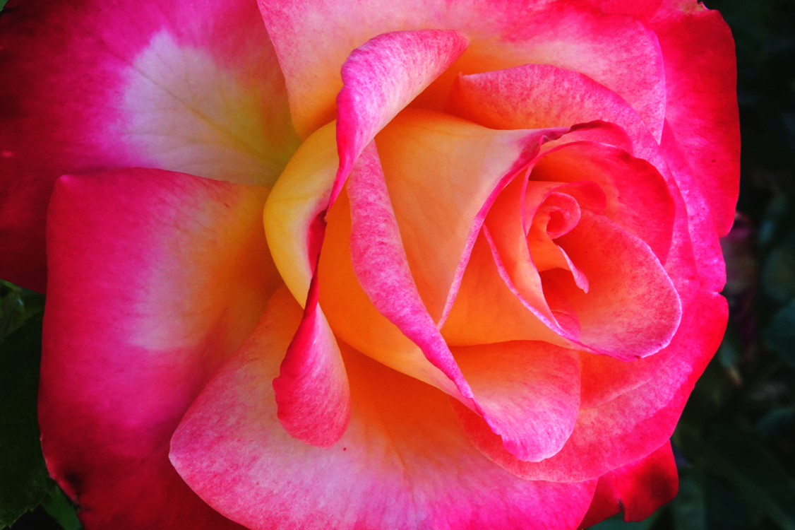 ‘Dick Clark’ Grandiflora Rose  -  Montrose Botanic Garden, Montrose, Colorado