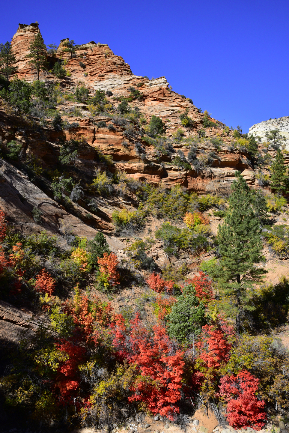 Fall colors, sandstone ridge  -  Zion-Mt. Carmel Hwy (east of tunnel), Zion National Park, Utah