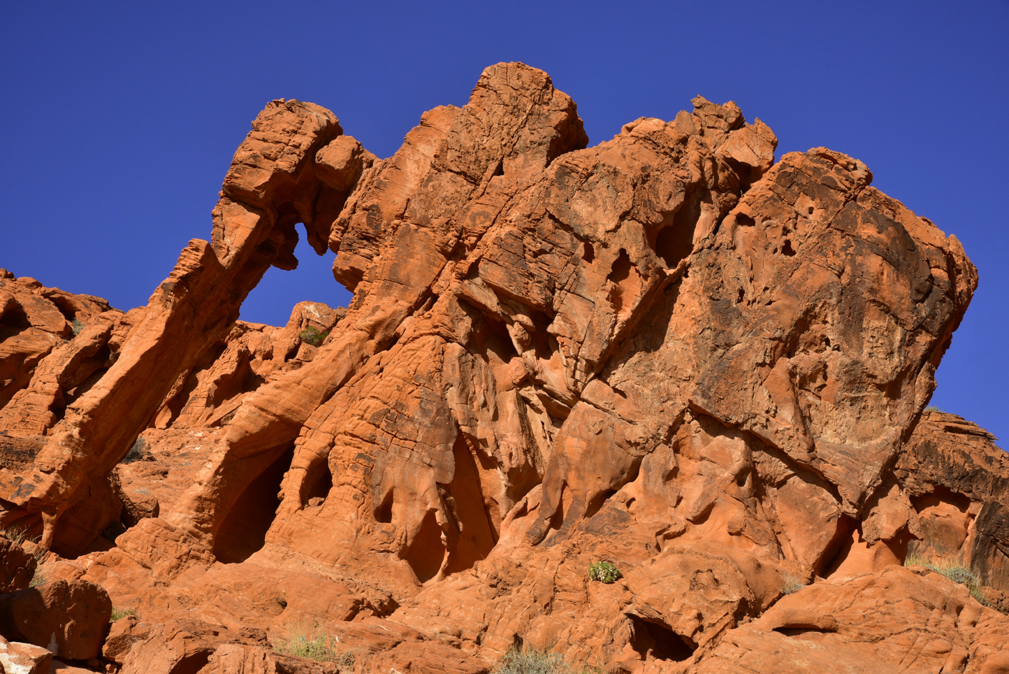 Elephant Rock  -  Valley of Fire State Park, Nevada