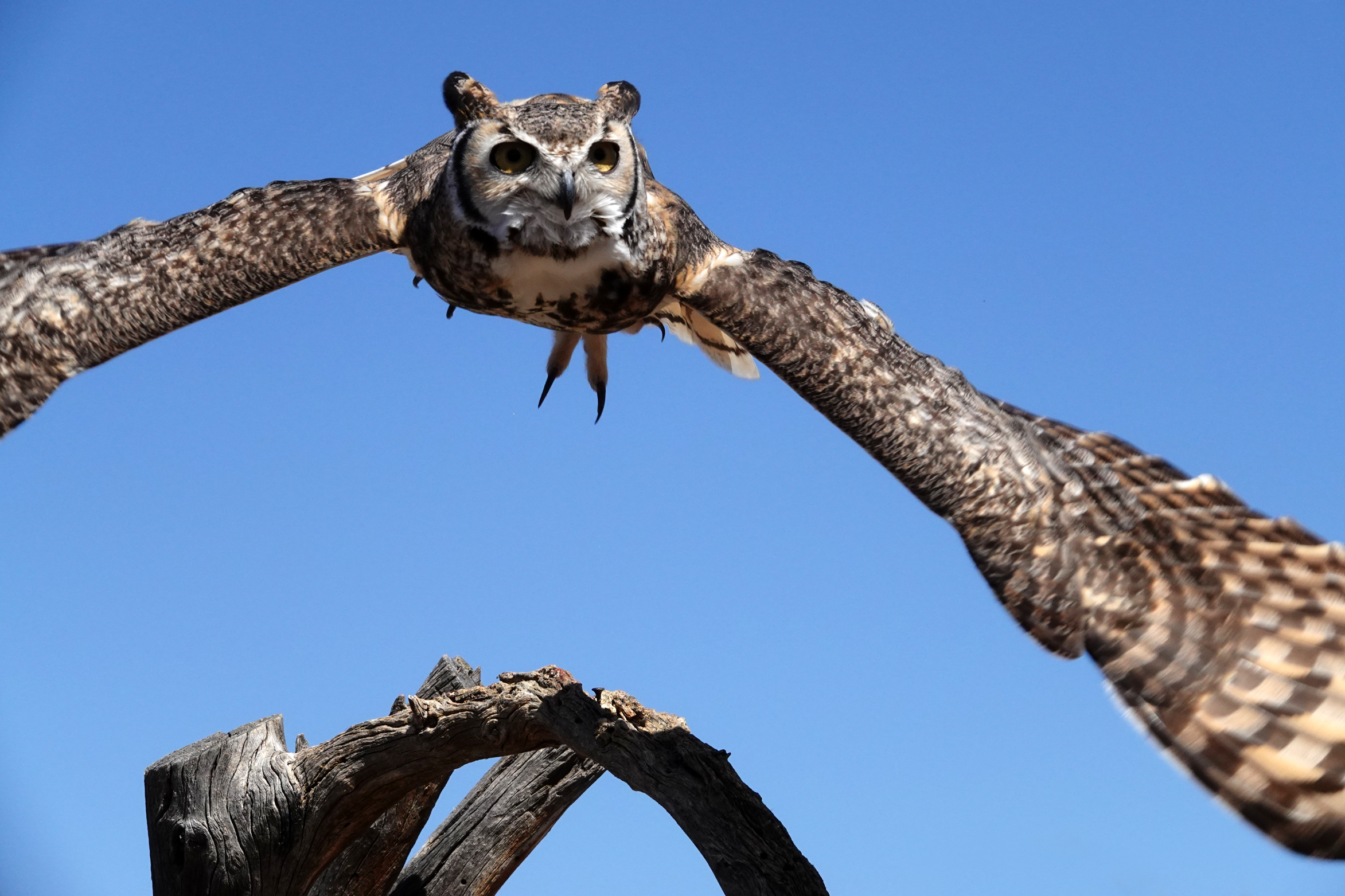 Great horned owl  -  Raptor Free Flight Demonstration, Arizona-Sonora Desert Museum, Arizona