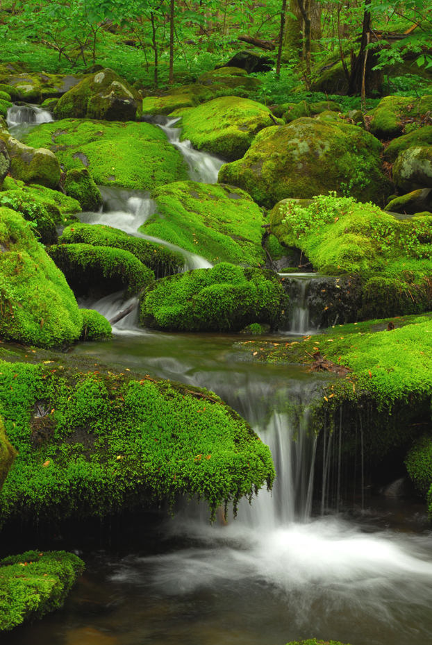 Moss-covered rocks and stream  -  Great Smoky Mountains National Park, Tennessee