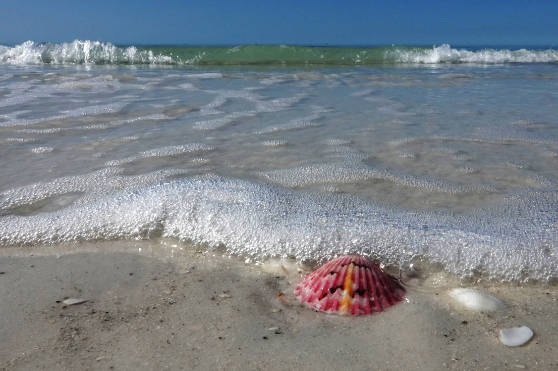 Shell and surf  -  North Lido Beach, Sarasota, Florida