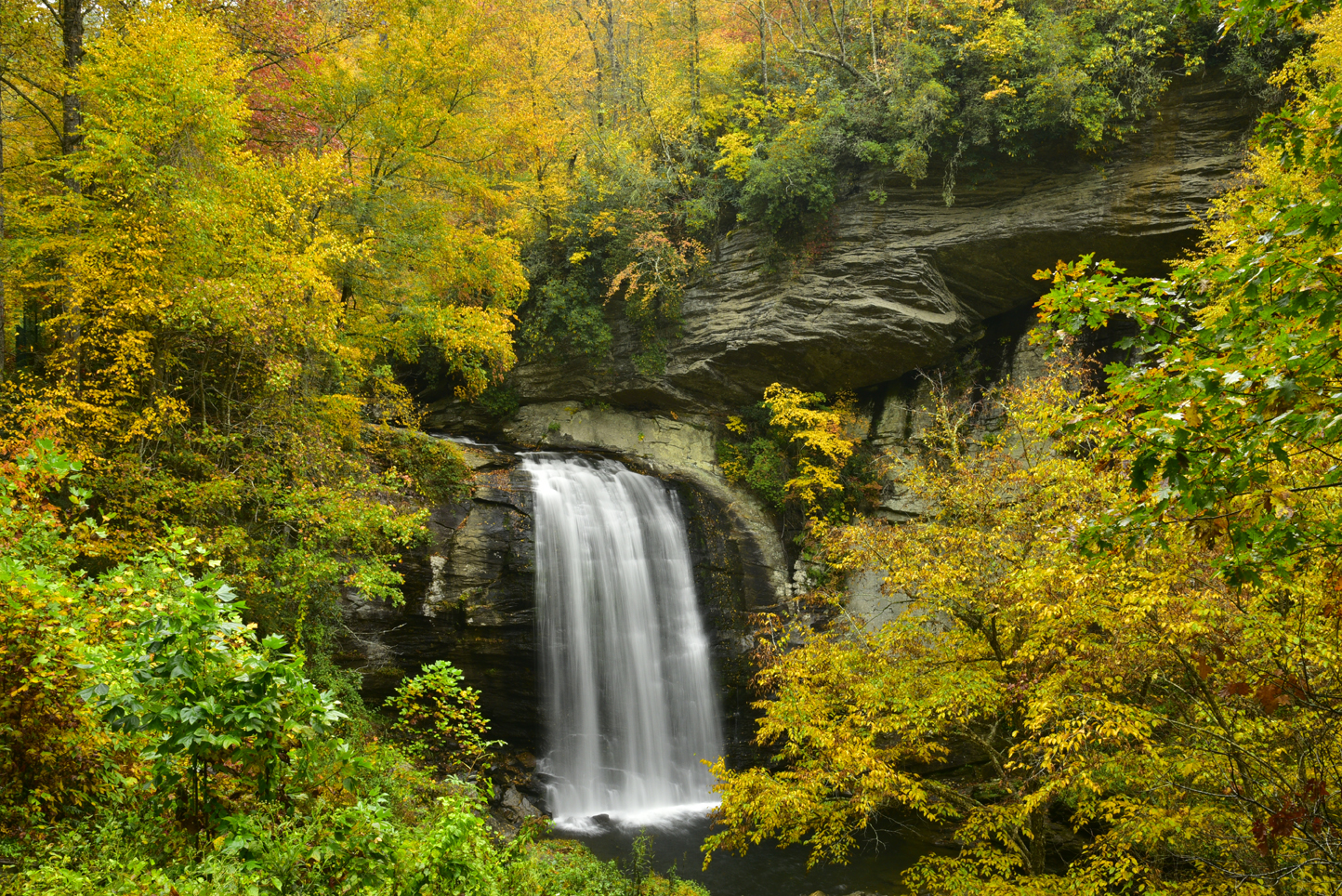 Fall colors surrounding Looking Glass Falls  -  Pisgah National Forest, North Carolina