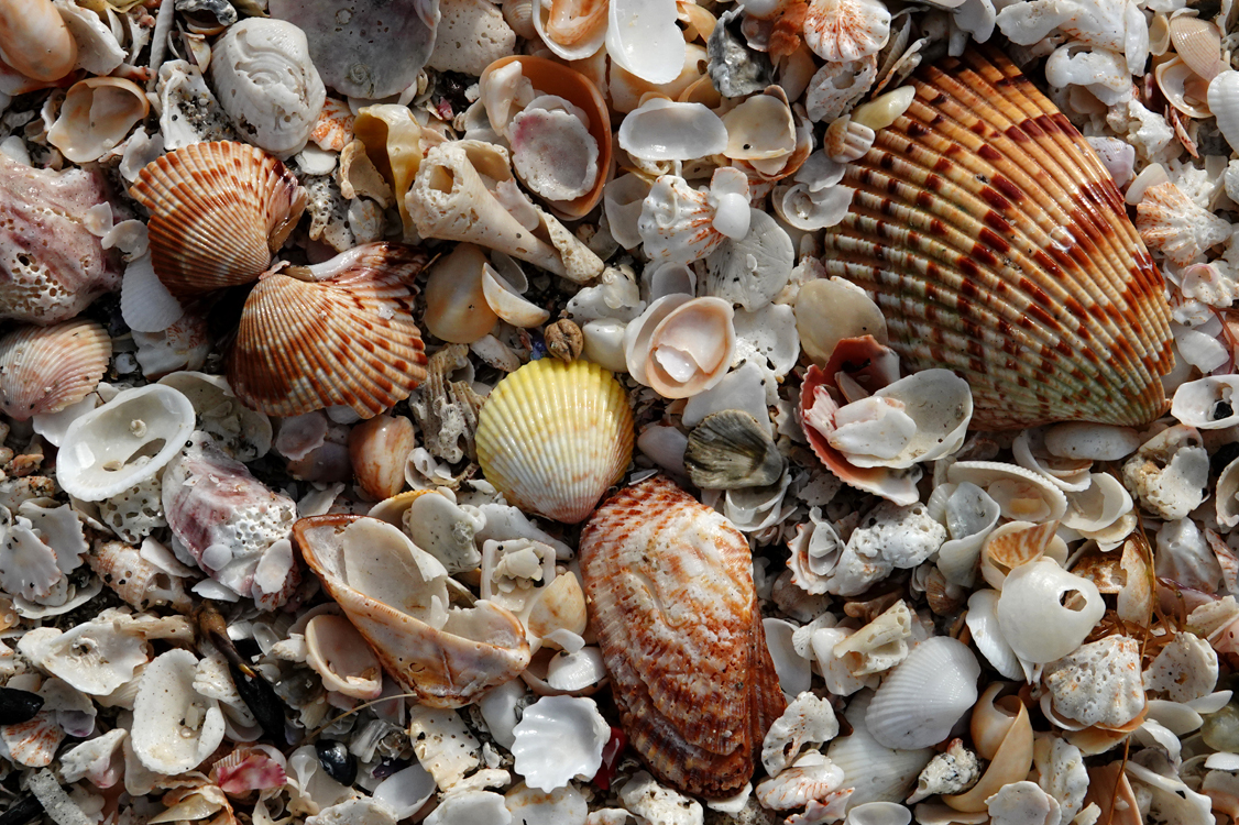 Shells  -  Caspersen Beach, Sarasota County, Florida