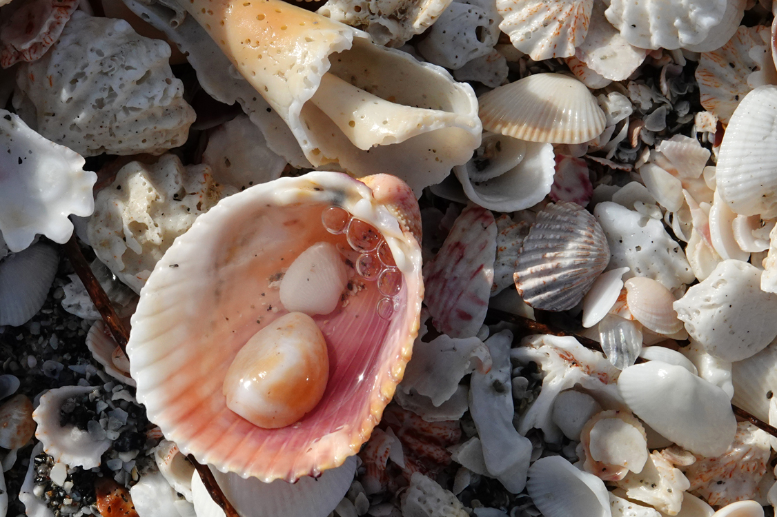 Shells  -  Caspersen Beach, Sarasota County, Florida