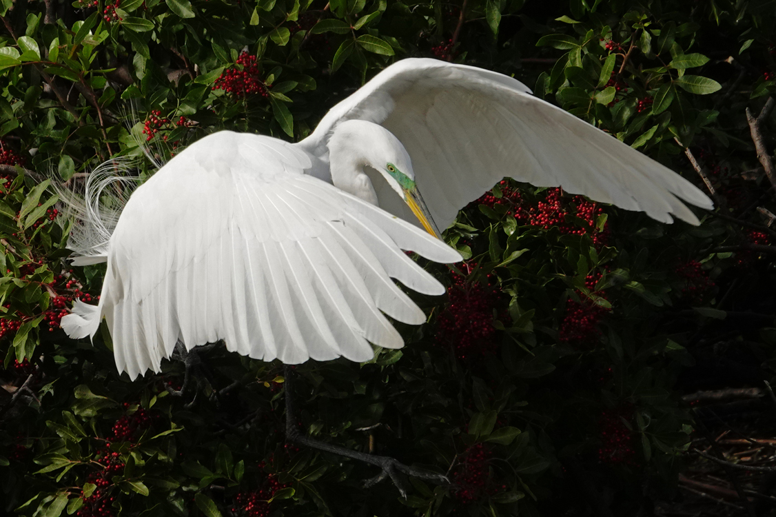 Great egret with breeding plumage  -  Venice Audubon Rookery, Venice, Florida