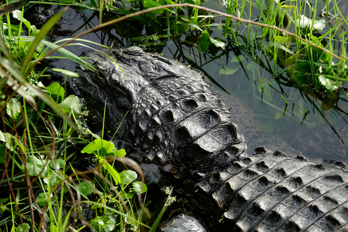 American alligator  -  Venice Audubon Rookery, Venice, Florida