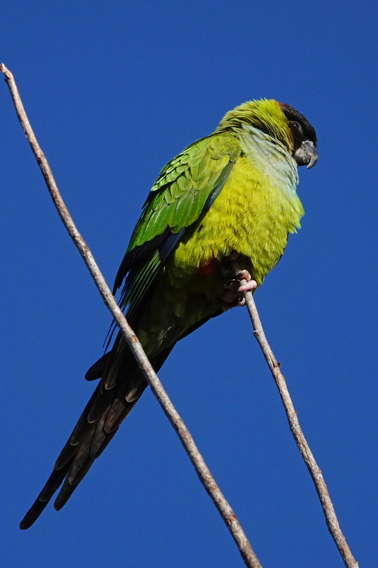 Nanday parakeet  -  The Celery Fields, Sarasota, Florida