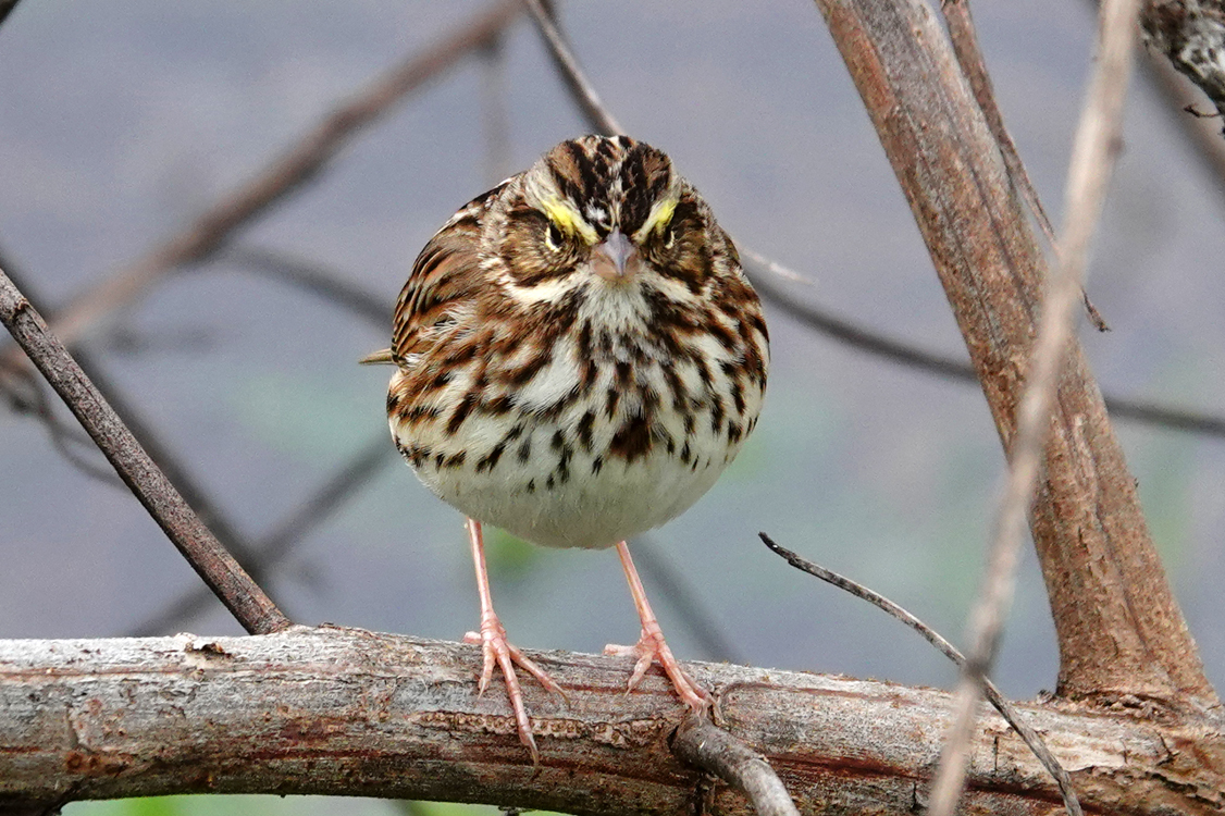 Savannah sparrow  -  Birdwalk Boardwalk, Myakka River State Park, Florida
