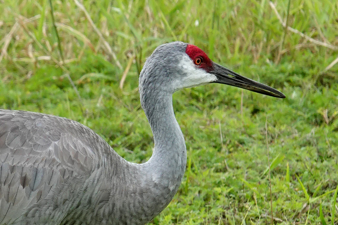 Sandhill crane  -  Myakka River State Park, Florida