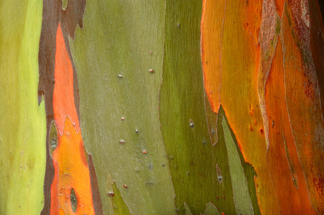 Rainbow gum bark  -  Marie Selby Botanical Garden, Sarasota, Florida