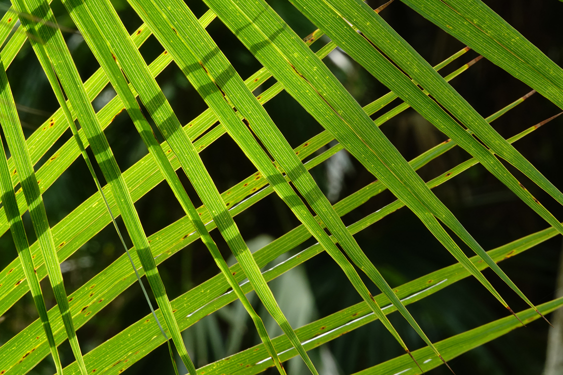Cross-hatched palm fronds  -  Marie Selby Botanical Garden, Sarasota, Florida