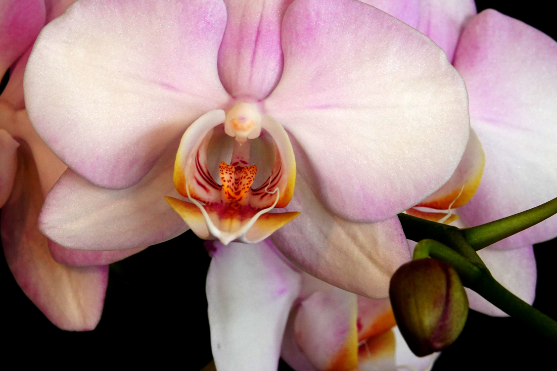Phalaenopsis orchid  -  Marie Selby Botanical Garden, Sarasota, Florida