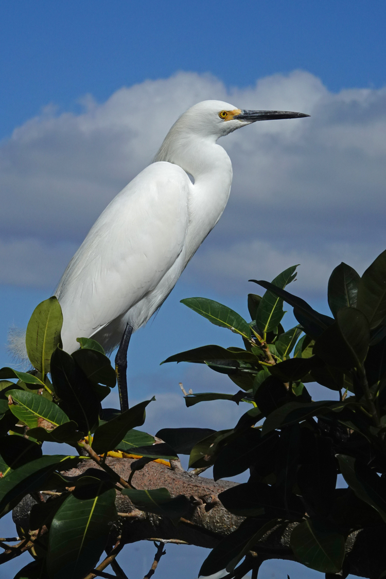 Snowy egret  -  New Pass, Sarasota, Florida