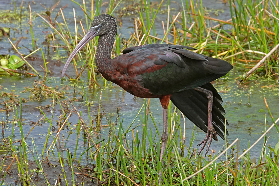 Glossy ibis stretching its right wing  -  Raymond Boardwalk, The Celery Fields, Sarasota, Florida