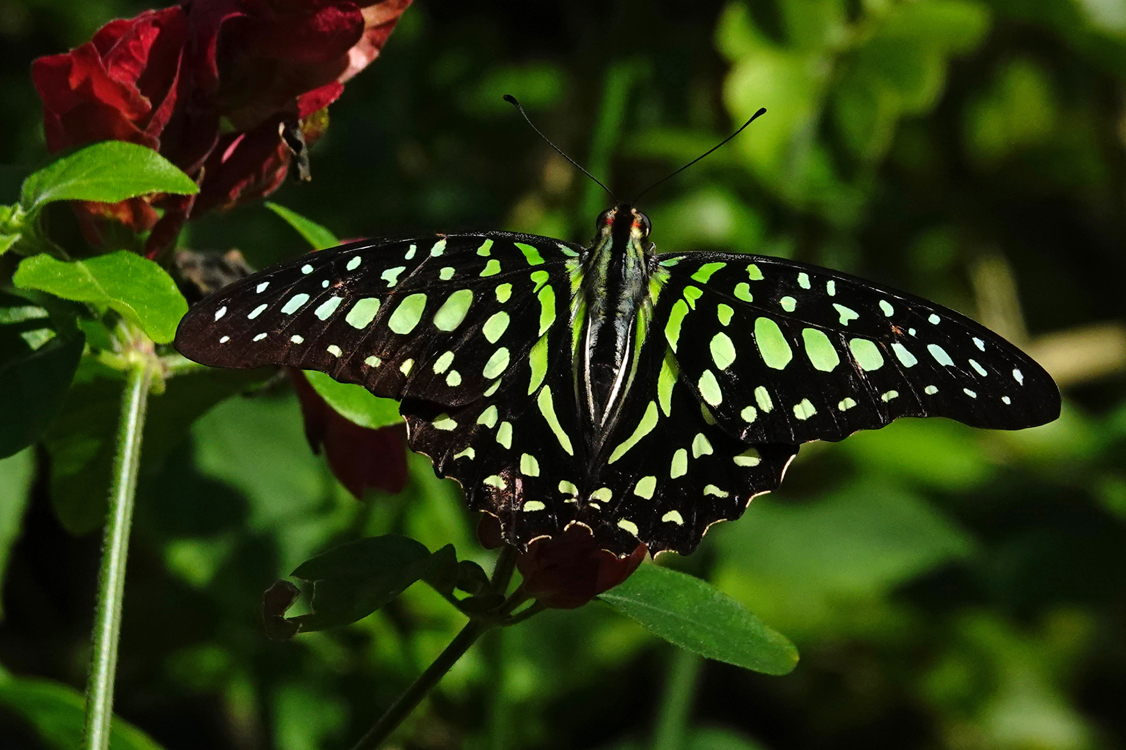 Tailed jay butterfly  -  Butterfly Rainforest, Florida Museum of Natural History, Gainesville, Florida