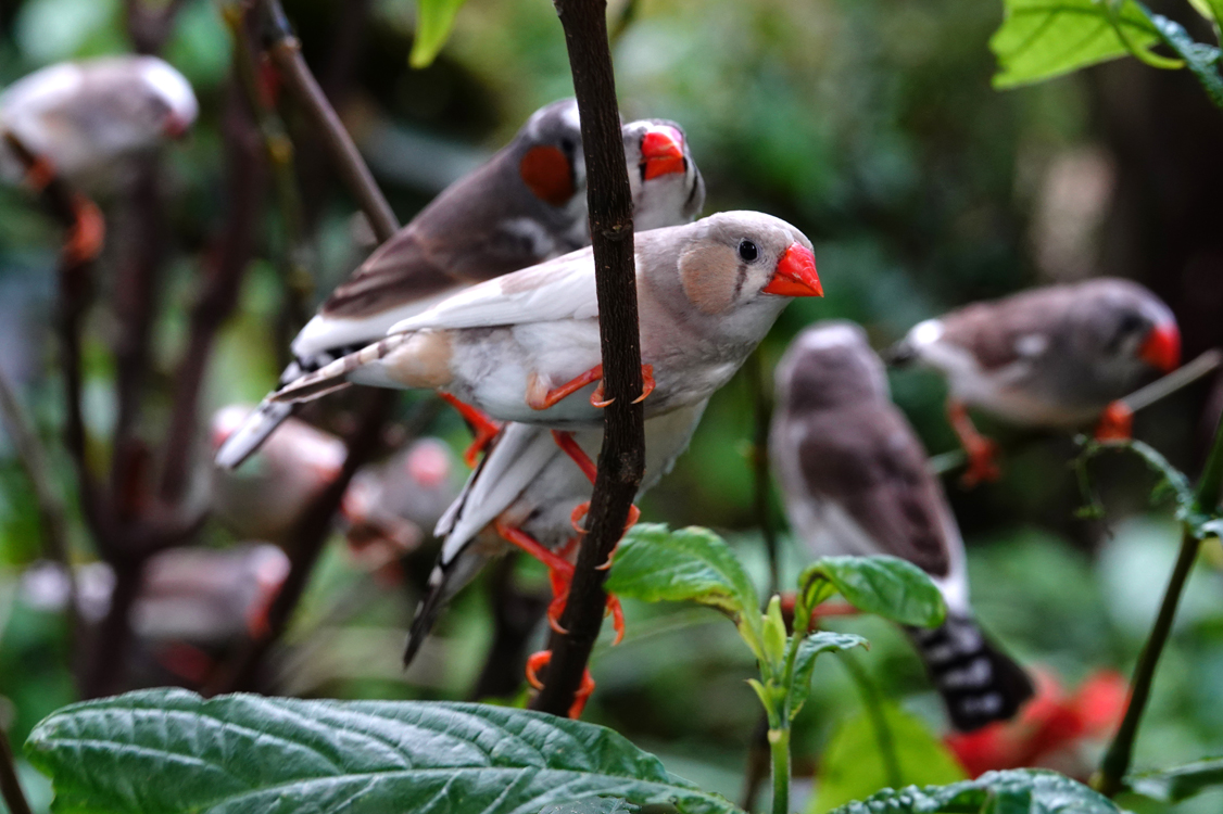 Grey zebra finches  -  Butterfly Rainforest, Florida Museum of Natural History, Gainesville, Florida