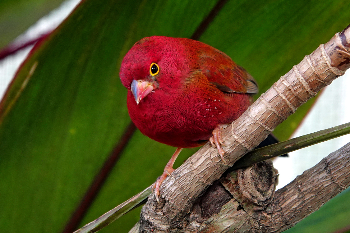 Firefinch  -  Butterfly Rainforest, Florida Museum of Natural History, Gainesville, Florida