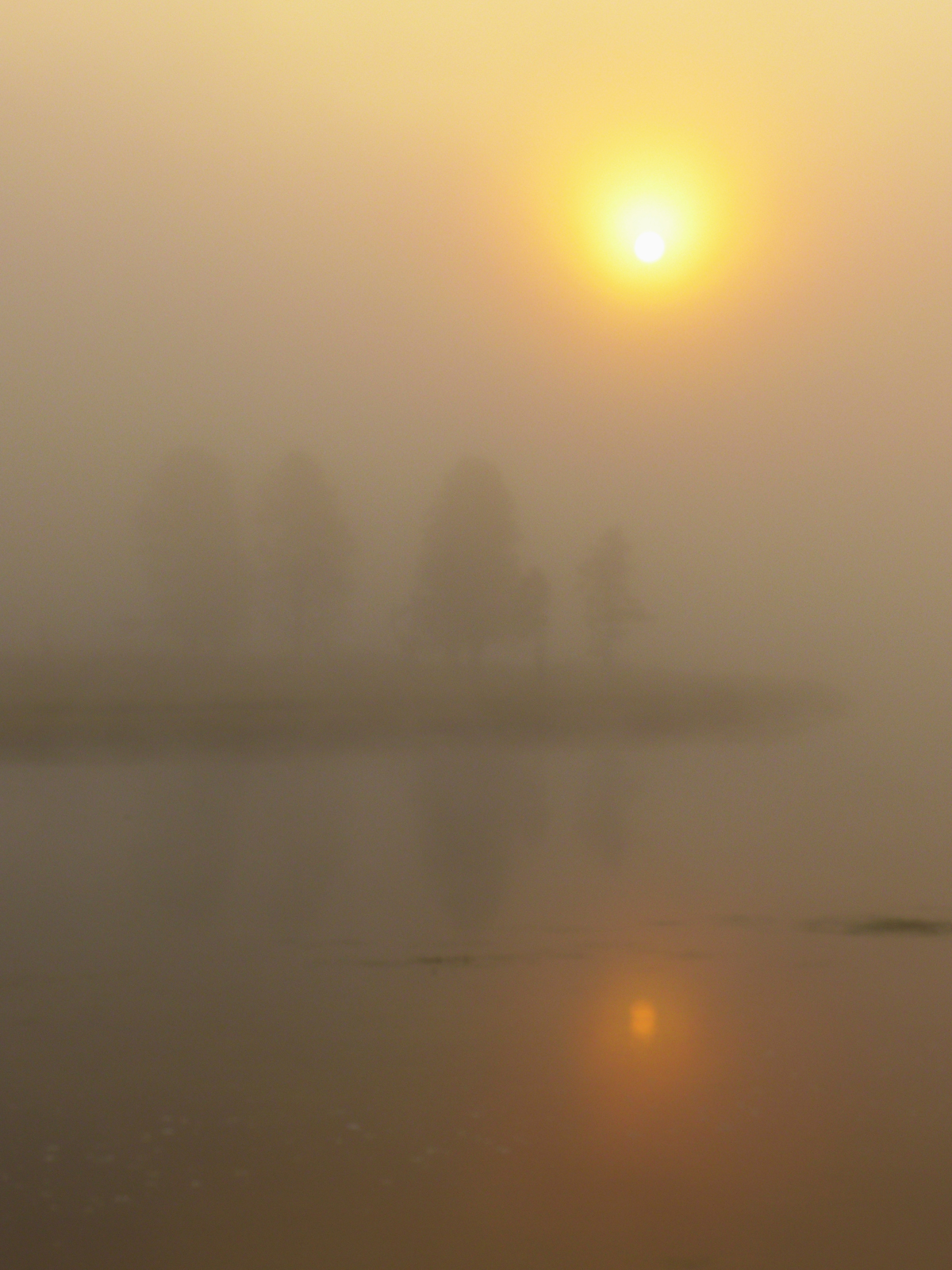 Early morning sun and fog along the Yellowstone River  -  Hayden Valley, Yellowstone National Park, Wyoming