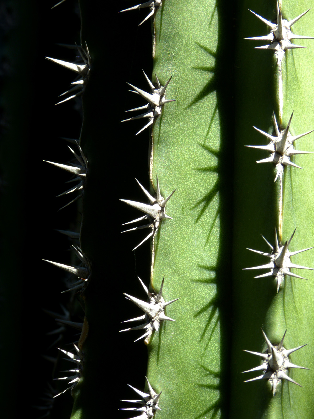 Cactus spines  -  Moorten Botanical Garden, Palm Springs, California