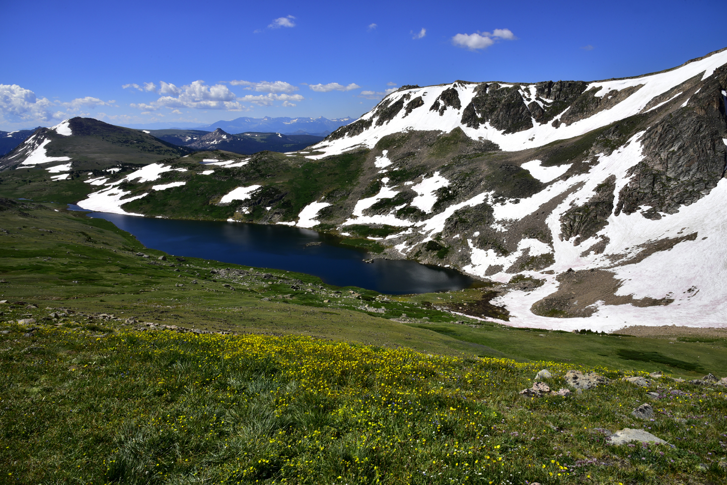 Snow Buttercups, Gardner Lake  -  Beartooth Scenic Byway, Shoshone National Forest, Wyoming