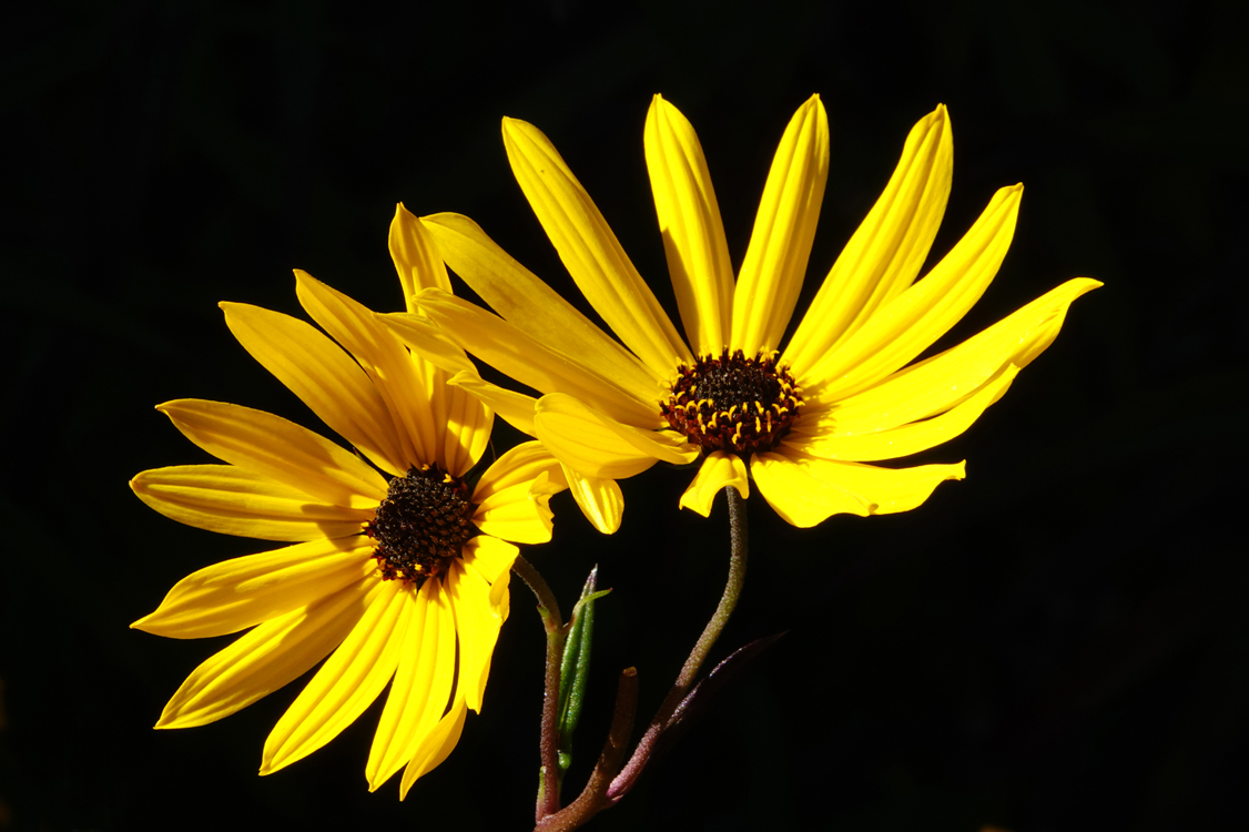 Tickseed sunflowers  -  North Carolina Arboretum, Asheville, North Carolina