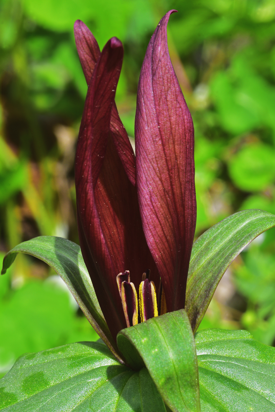 Toadshade trillium  (Trillium sessile)  -  Melrose Falls Trail, Conserving Carolina Land Trust Property, Polk County, North Carolina