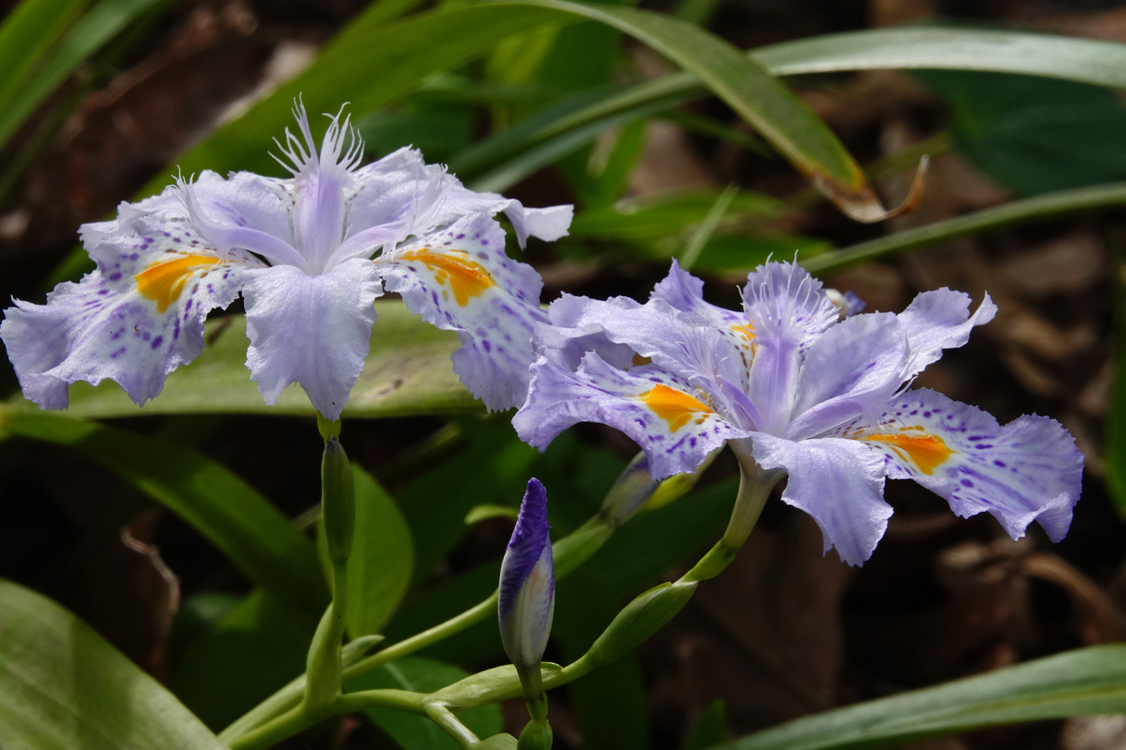 Fringed iris  -  Kilgore-Lewis Garden, Greenville, South Carolina