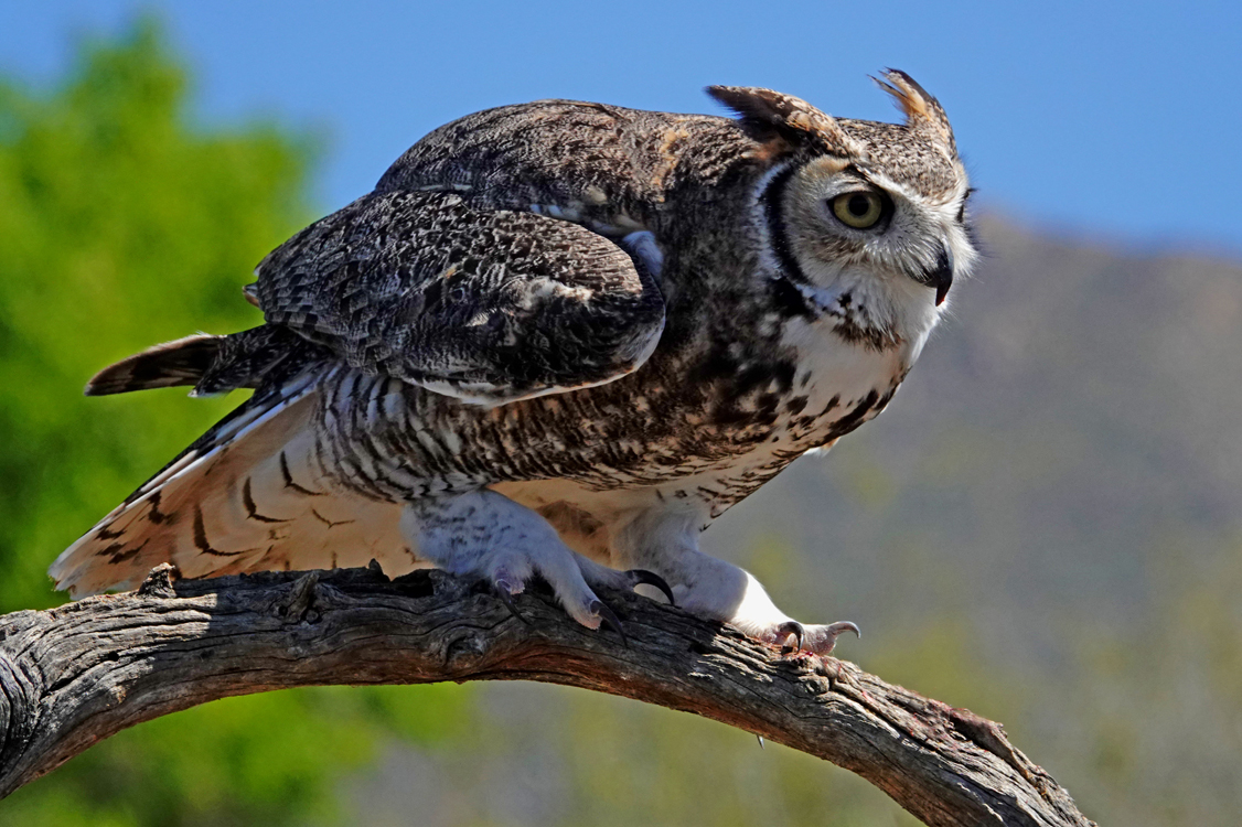 Great horned owl  -  Raptor Free-flight Demonstration, Arizona-Sonora Desert Museum, Tucson, Arizona