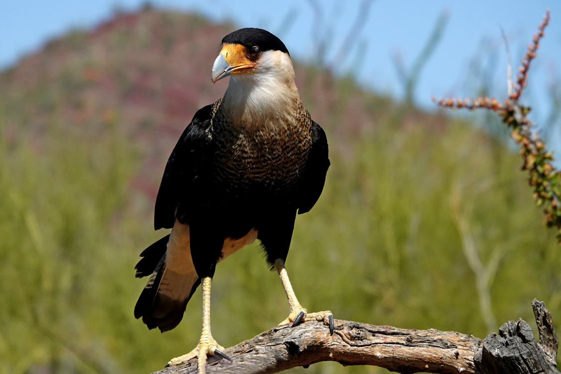 Caracara  -  Raptor Free-flight Demonstration, Arizona-Sonora Desert Museum, Tucson, Arizona