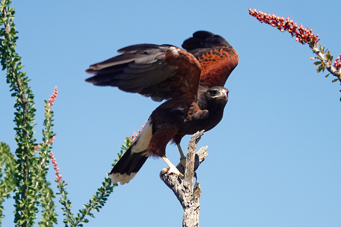 Harris’s hawk  -  Raptor Free-flight Demonstration, Arizona-Sonora Desert Museum, Tucson, Arizona