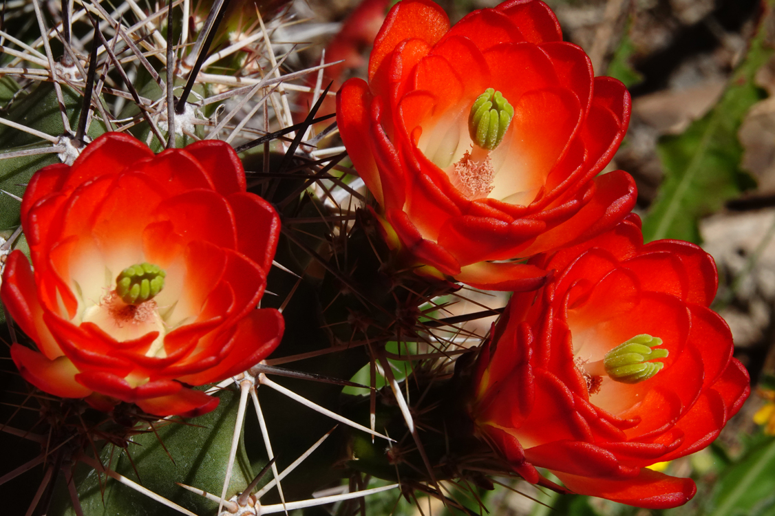 Claret cup cactus  -  Arizona-Sonora Desert Museum, Tucson, Arizona